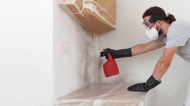 Professional Basement Mold Remediation technician working in Summit, WA